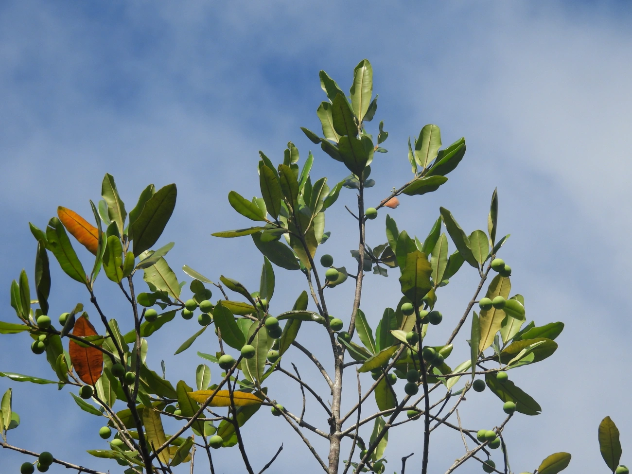 Guanandi (Calophyllum brasiliense), plantas, fotografado em Maresias, São Sebastião
