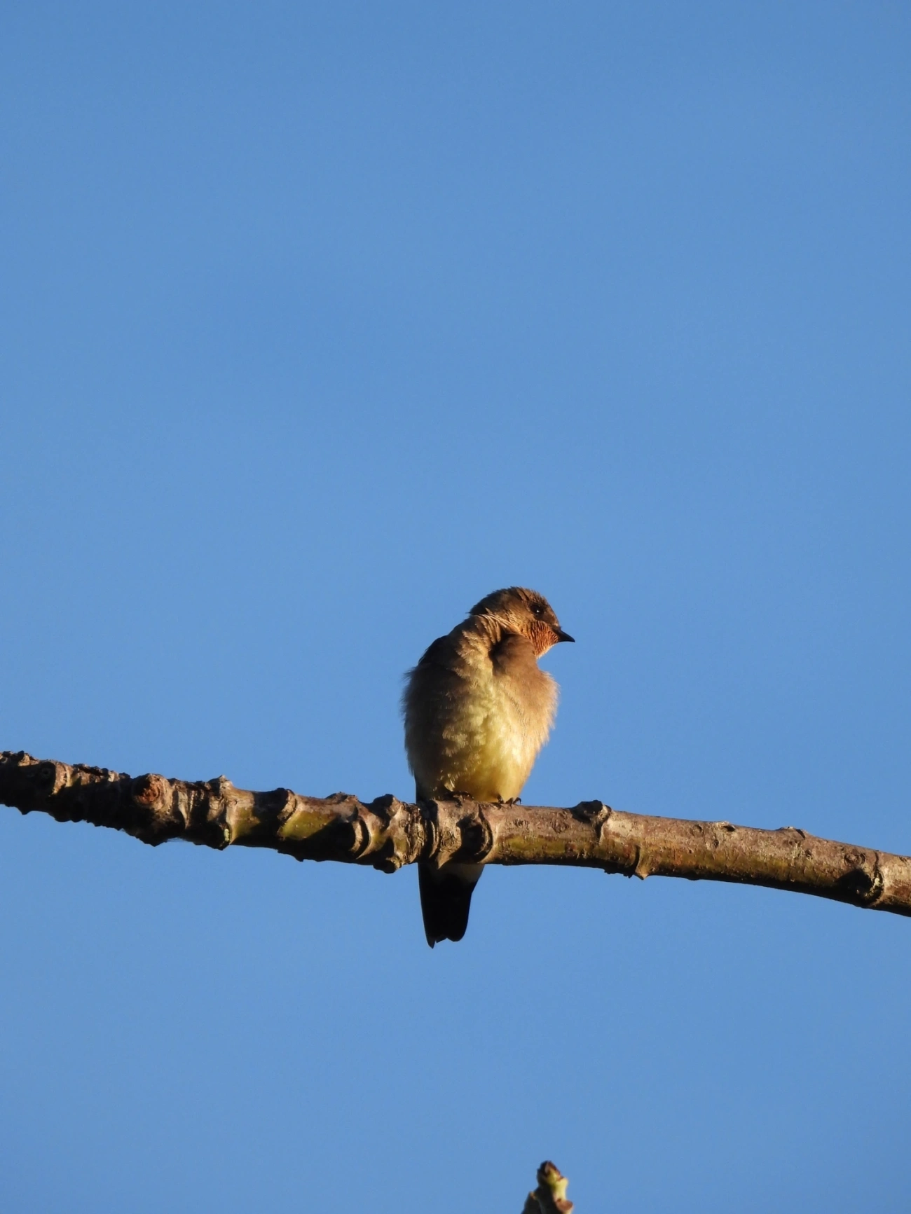 Andorinha-serradora (Stelgidopteryx ruficollis), aves, fotografado em Cunha