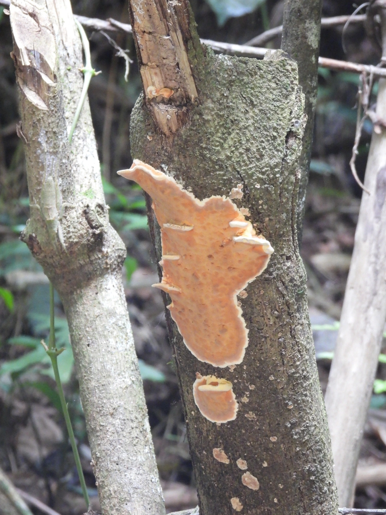 Dente-ocre-espalhado (Steccherinum ochraceum), fungos, fotografado em Maresias, São Sebastião