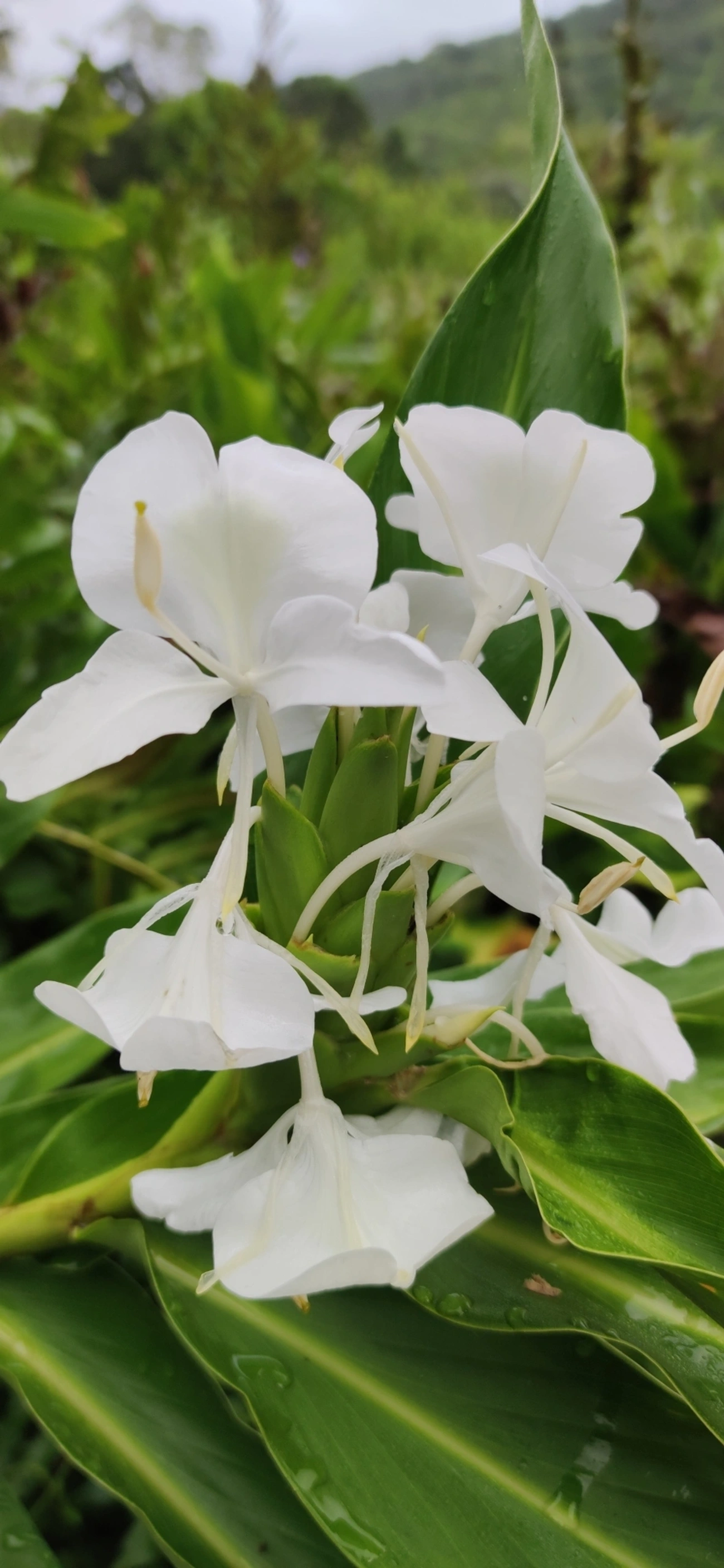 Lírio-do-brejo (Hedychium coronarium), plantas, fotografado em Maresias, São Sebastião