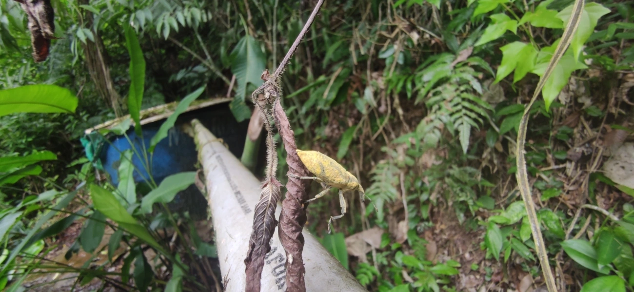 Lixus, insetos, fotografado em Maresias, São Sebastião