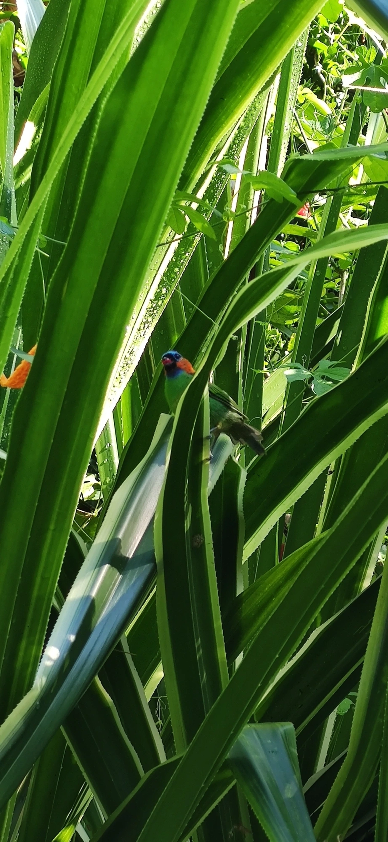 Saíra-militar (Tangara cyanocephala), aves, fotografado em Maresias, São Sebastião