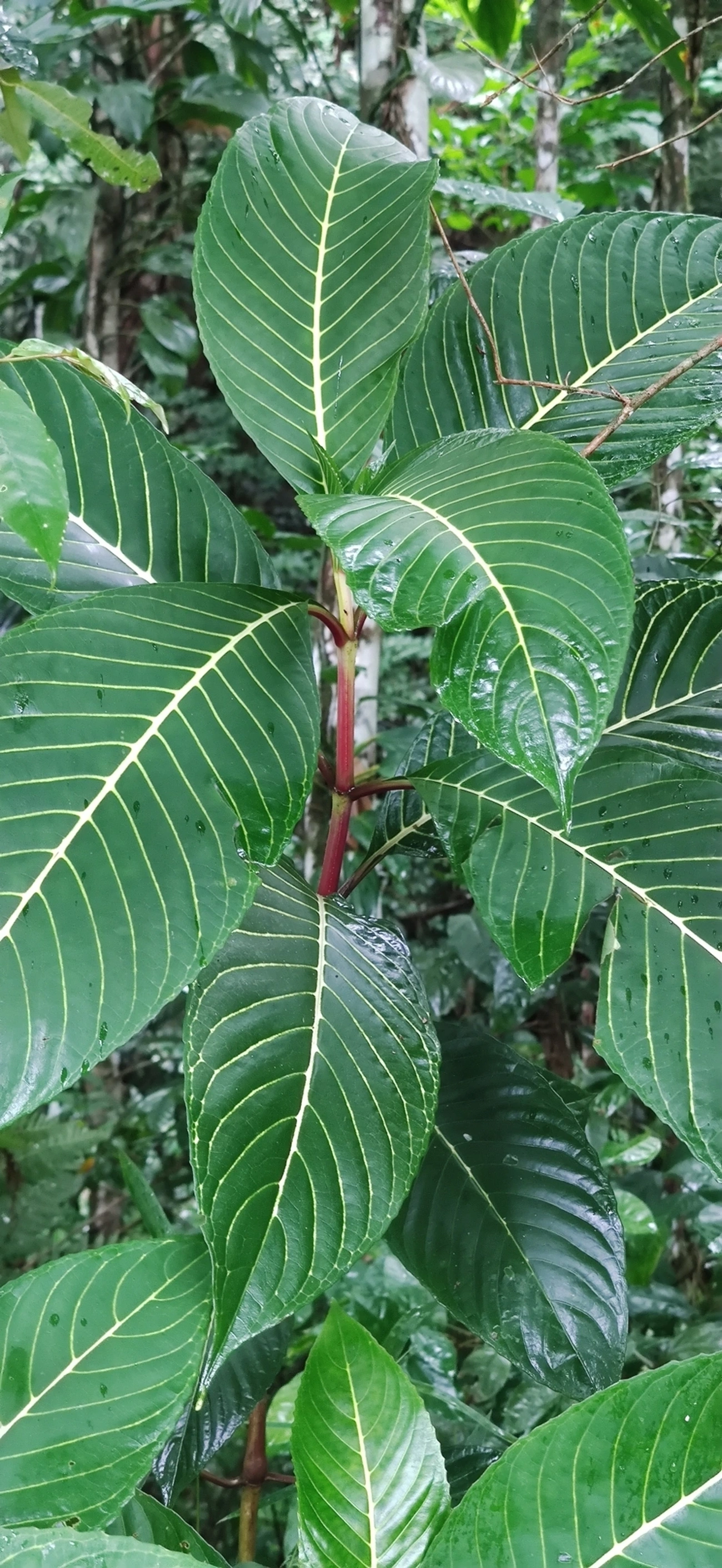 Sanchésia (Sanchezia parvibracteata), plantas, fotografado em Maresias, São Sebastião