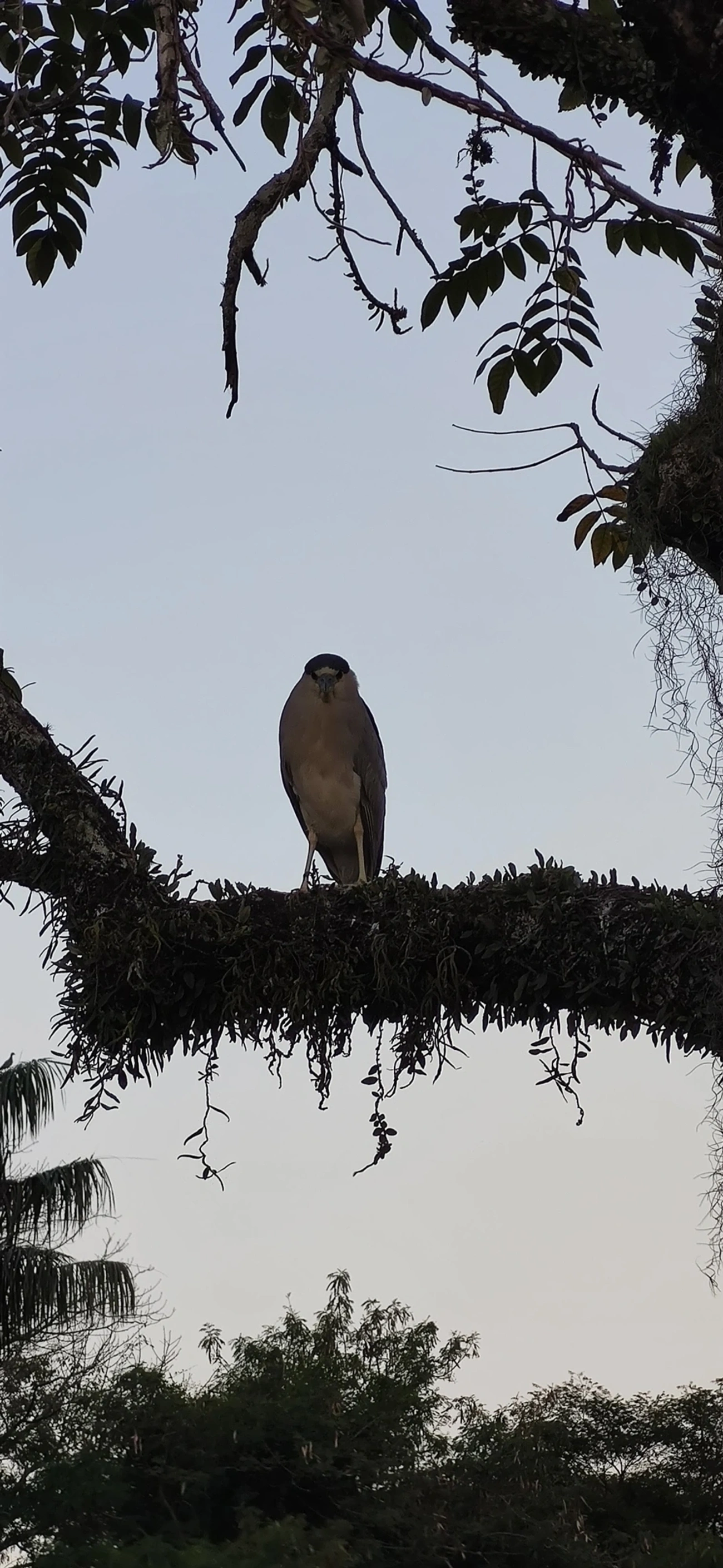 Socó-dorminhoco (Nycticorax nycticorax), aves, fotografado em Caraguatatuba