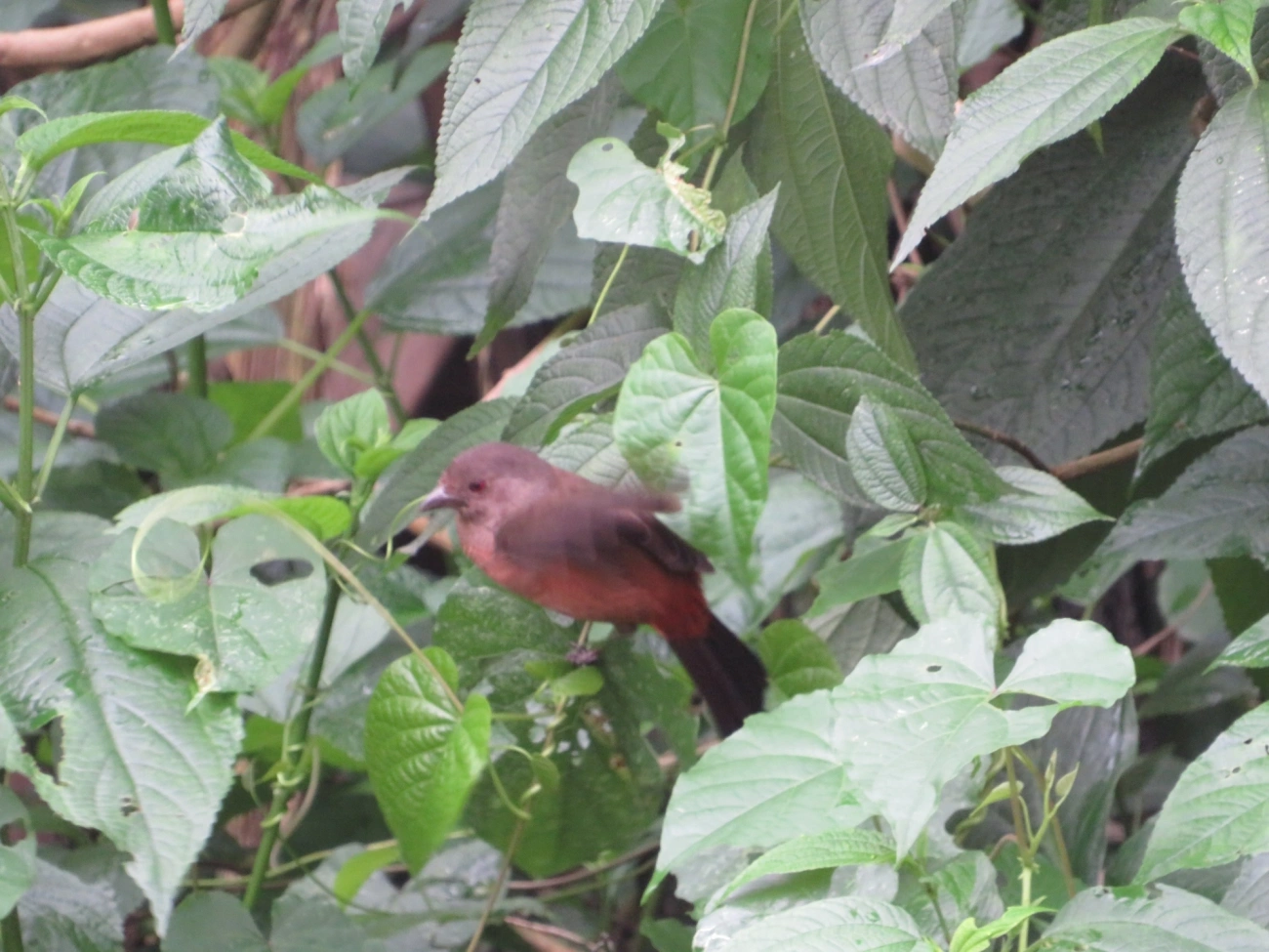 Tiê-sangue (Ramphocelus bresilius), aves, fotografado em Maresias, São Sebastião