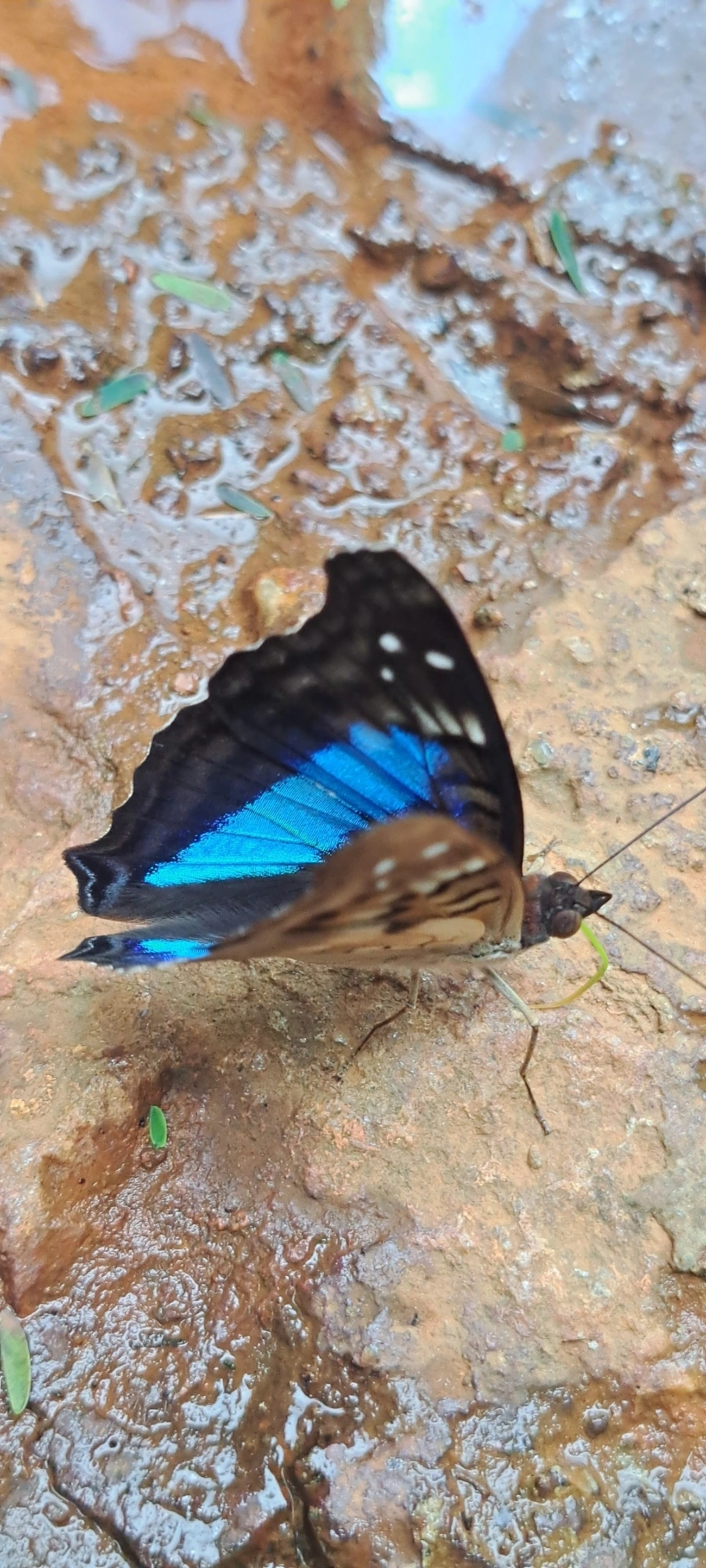 Mal Casados (Doxocopa laurentia), insetos, fotografado em Cabreúva