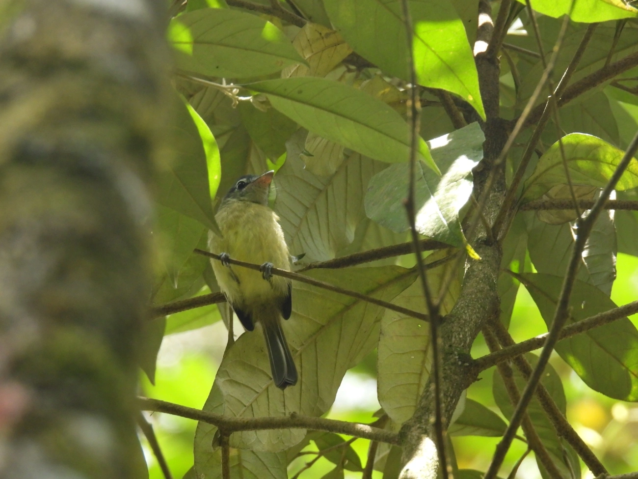 Bico-chato-de-orelha-preta (Tolmomyias sulphurescens), aves, fotografado em Queluz