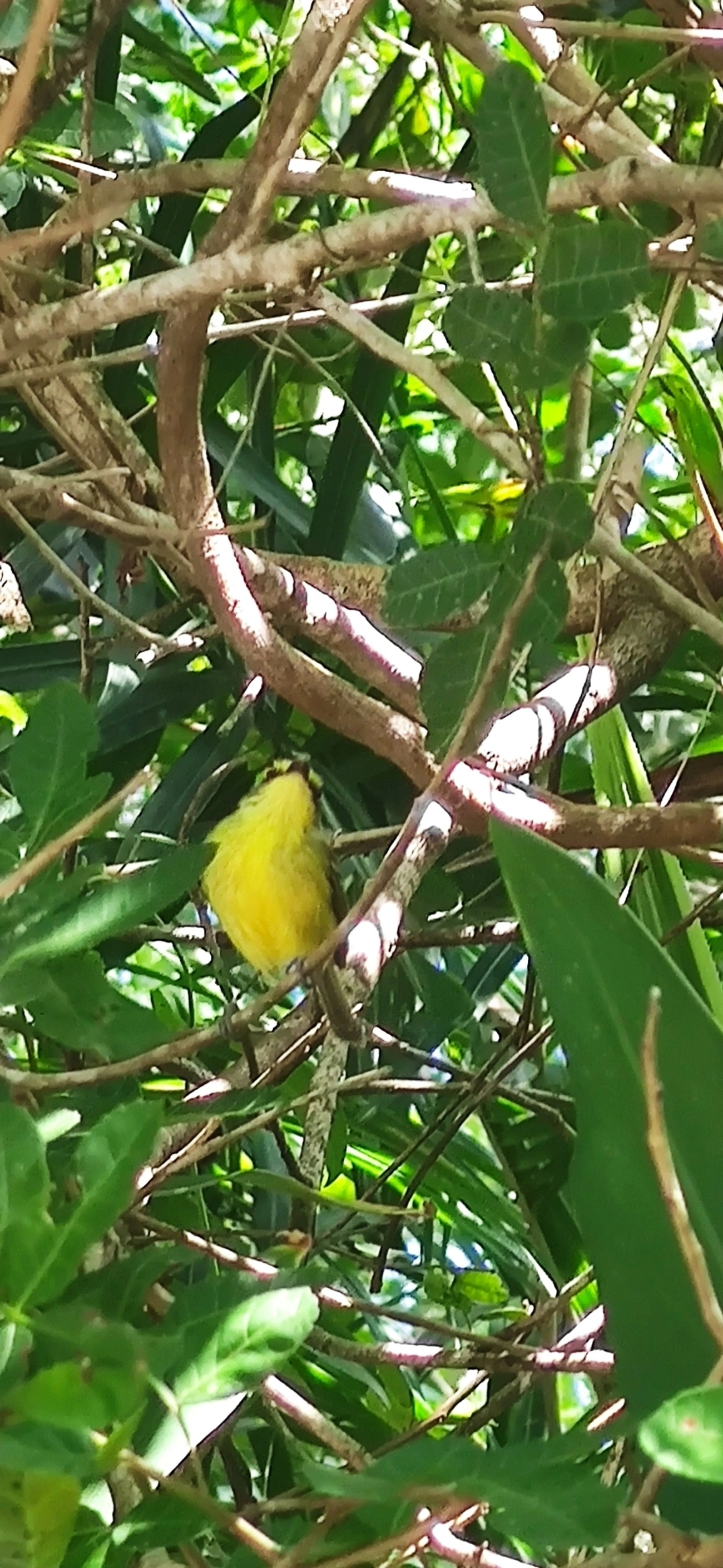 Teque-teque (Todirostrum poliocephalum), aves, fotografado em Maresias, São Sebastião