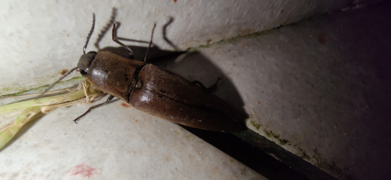 Orthostethus, insetos, fotografado em Maresias, São Sebastião