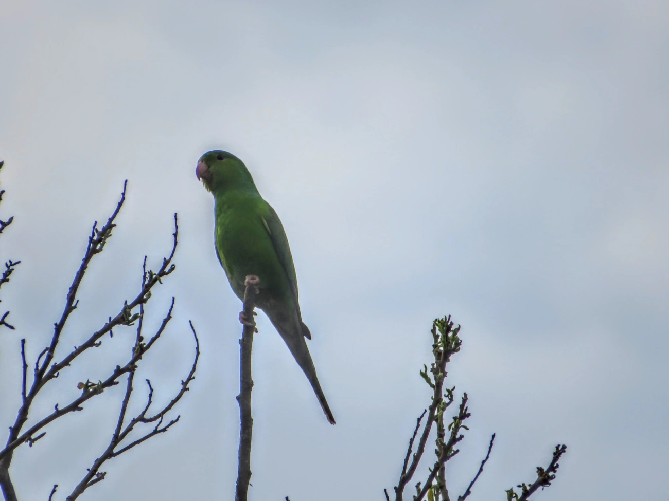 Periquito-rico (Brotogeris tirica), aves, fotografado em Maresias, São Sebastião