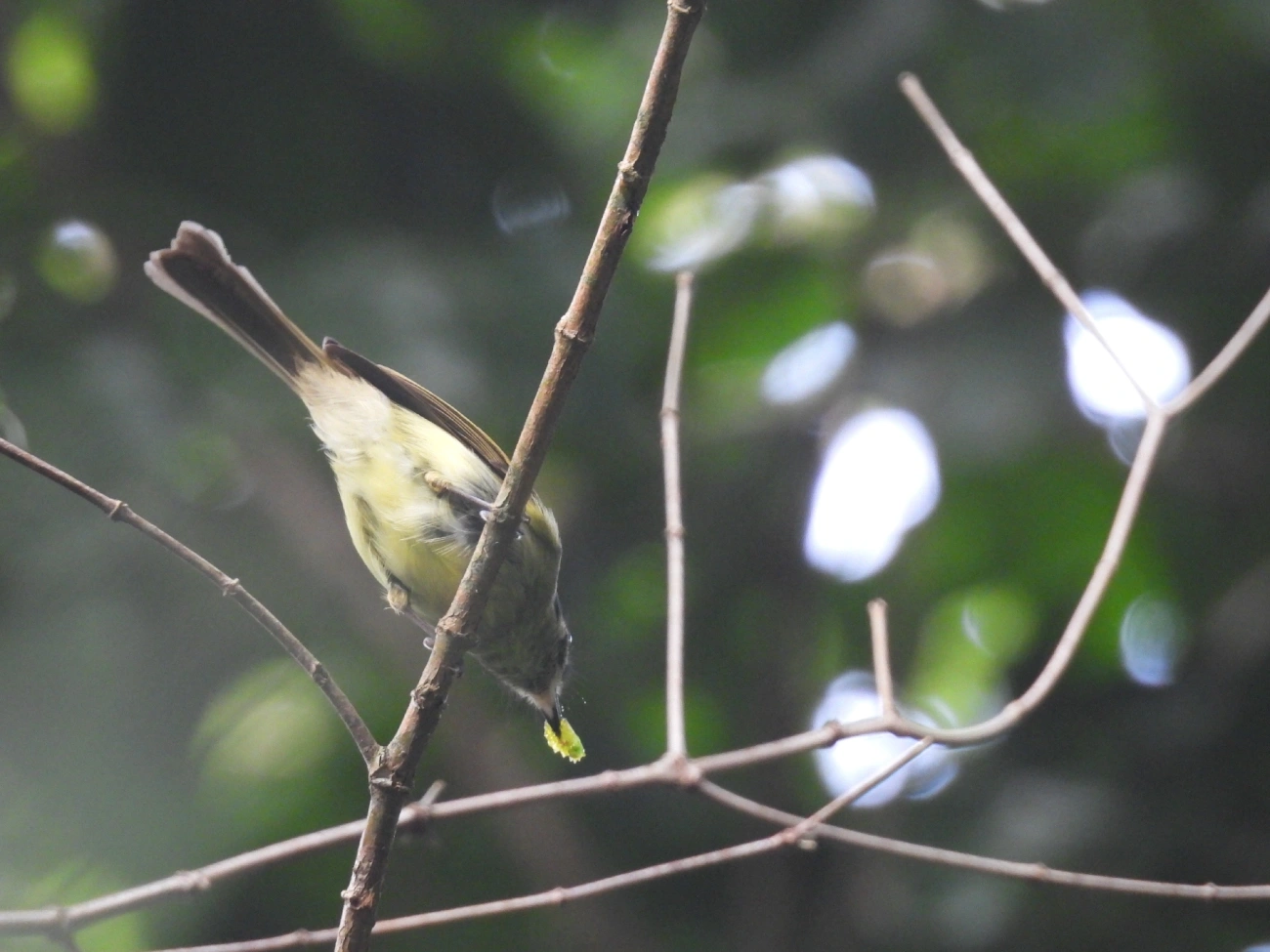 Cabeçudo (Leptopogon amaurocephalus), aves, fotografado em Maresias, São Sebastião
