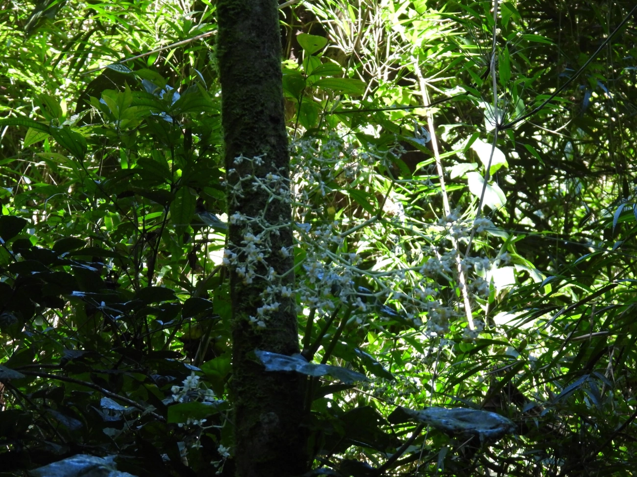 Begônia-de-baraço (Begonia convolvulacea), plantas, fotografado em Visconde de Mauá