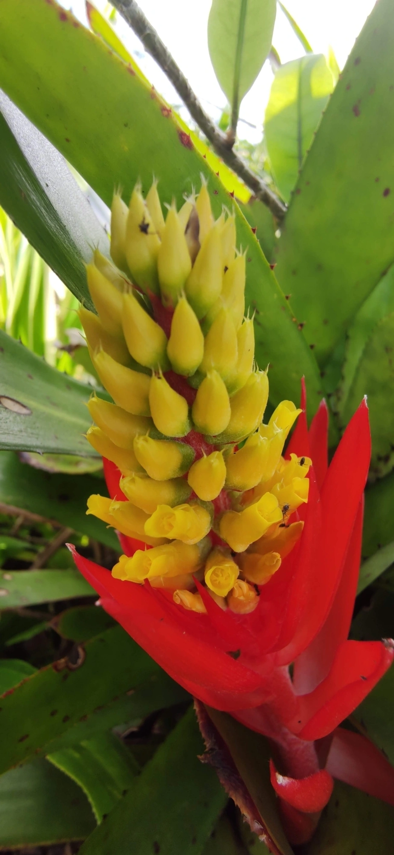 Chupa-chupa (Aechmea nudicaulis), plantas, fotografado em Maresias, São Sebastião