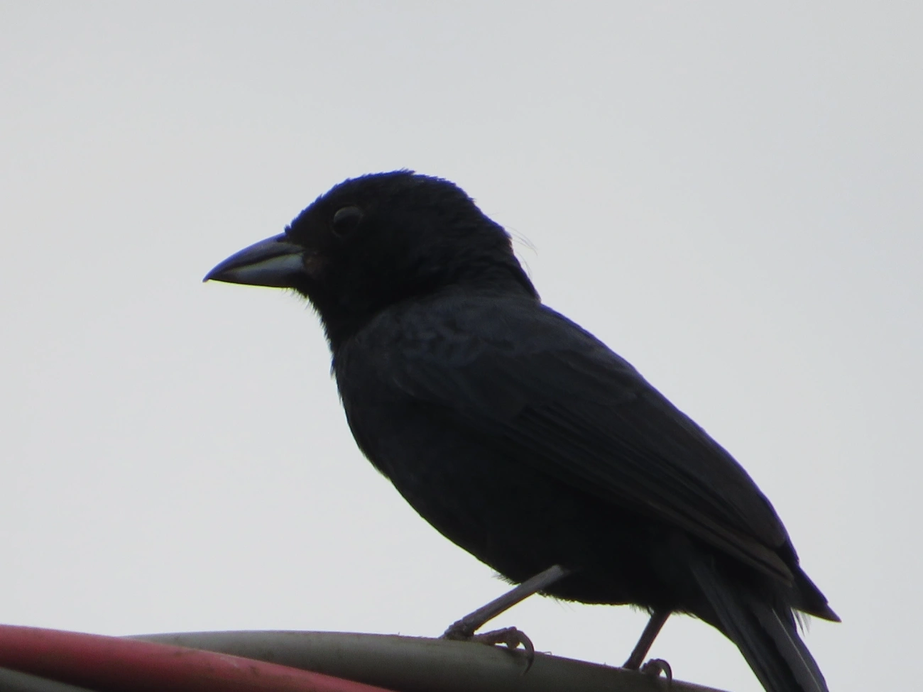 Tiê-preto (Tachyphonus coronatus), aves, fotografado em Maresias, São Sebastião