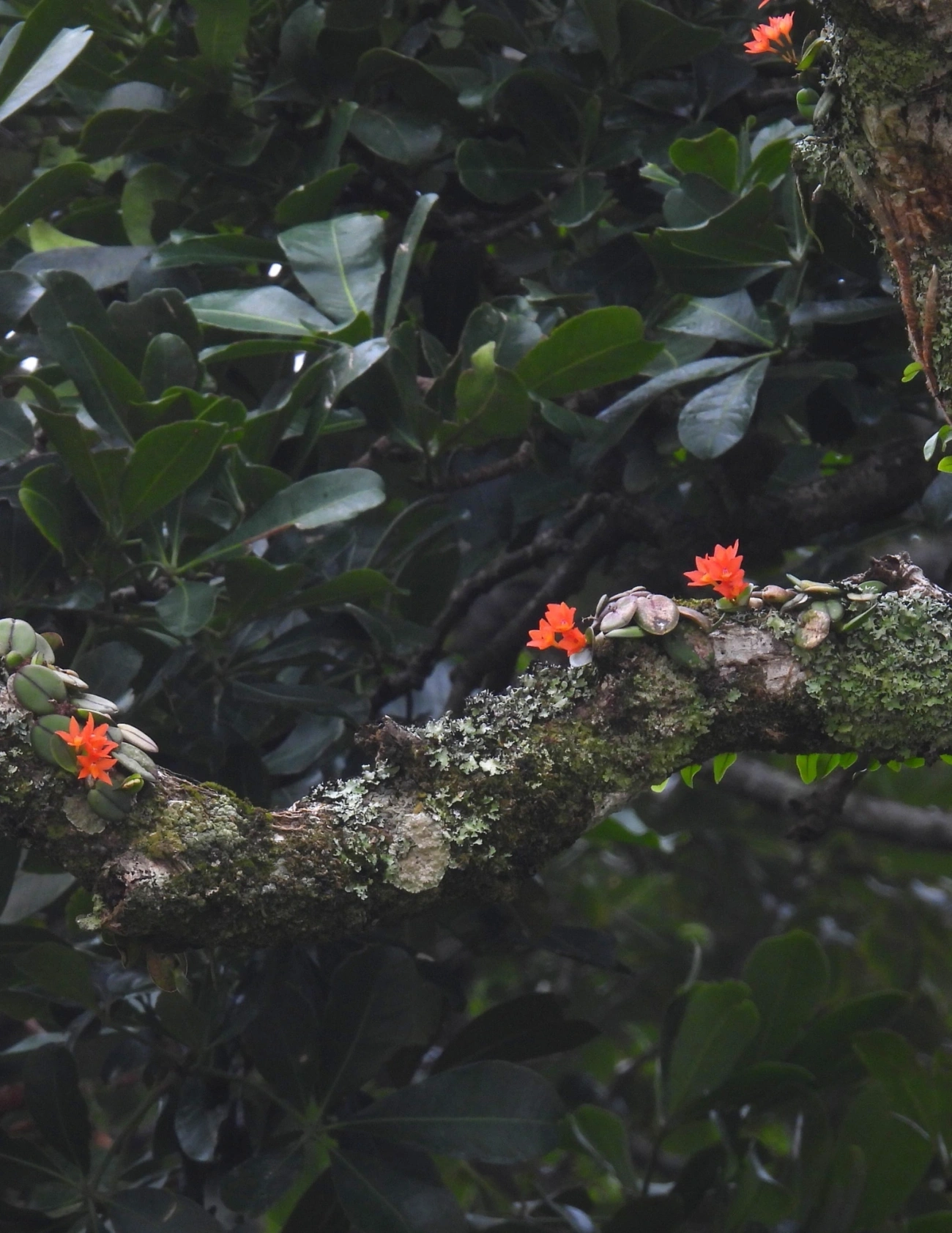 Catleia-cernua (Cattleya cernua), plantas, fotografado em Maresias, São Sebastião