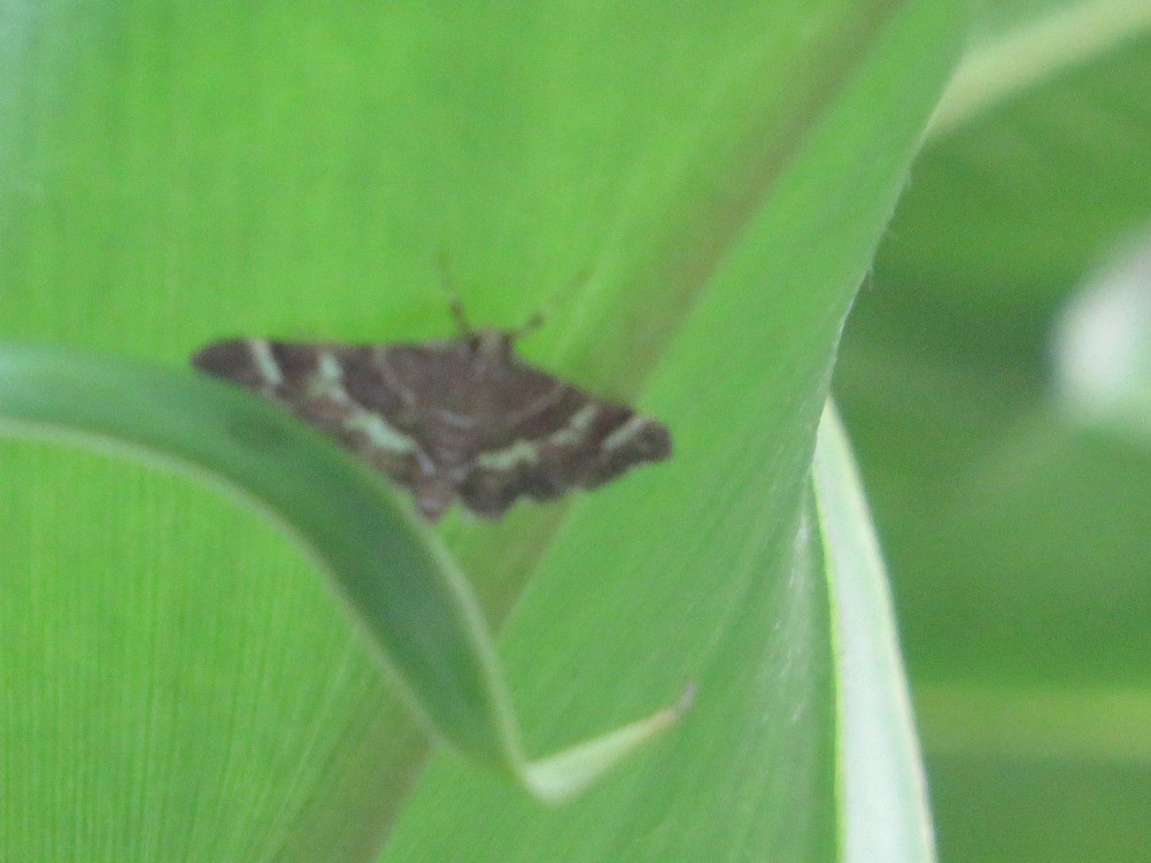 Traça-da-beterraba-pintada (Hymenia perspectalis), insetos, fotografado em Maresias, São Sebastião