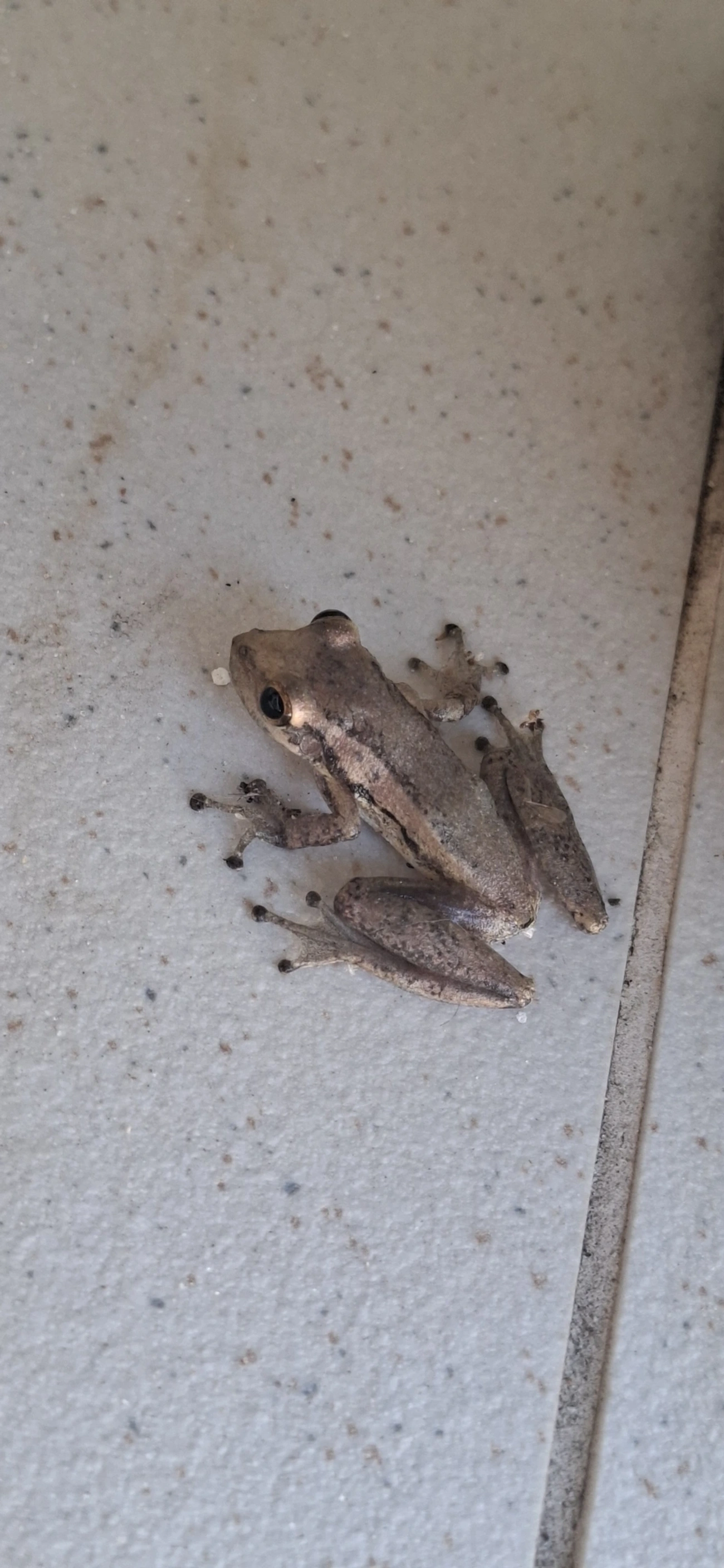 Scinax, anfíbios, fotografado em Maresias, São Sebastião