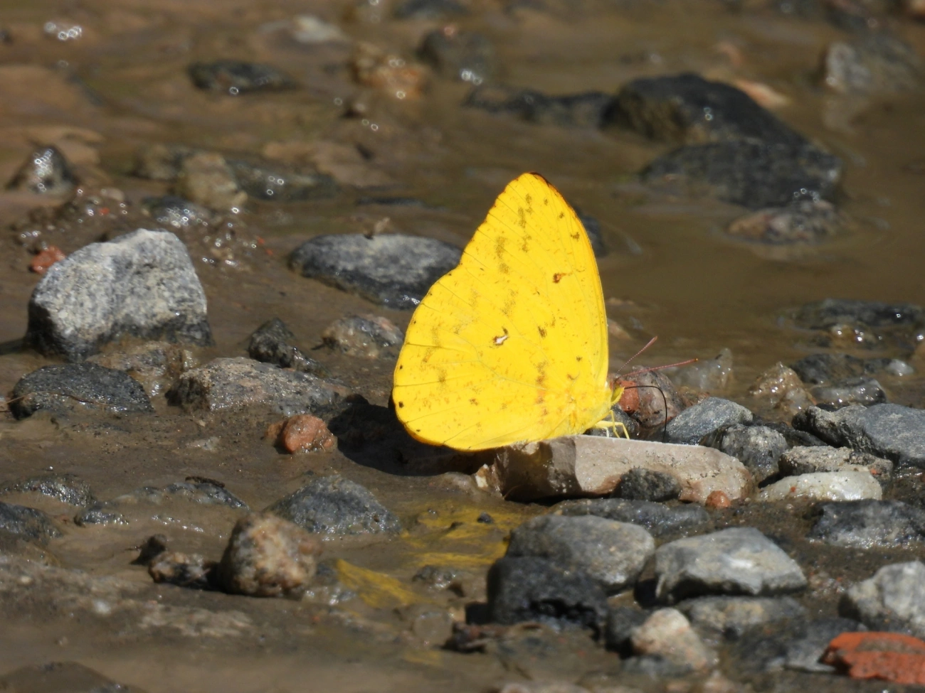 Borboleta-amarela (Phoebis argante), insetos, fotografado em Maresias, São Sebastião
