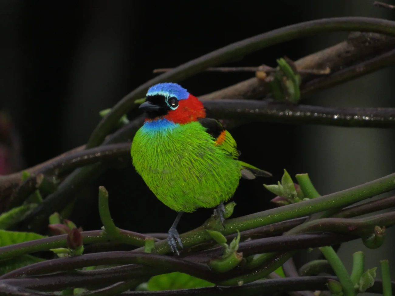 Saíra-militar (Tangara cyanocephala), aves, fotografado em Maresias, São Sebastião