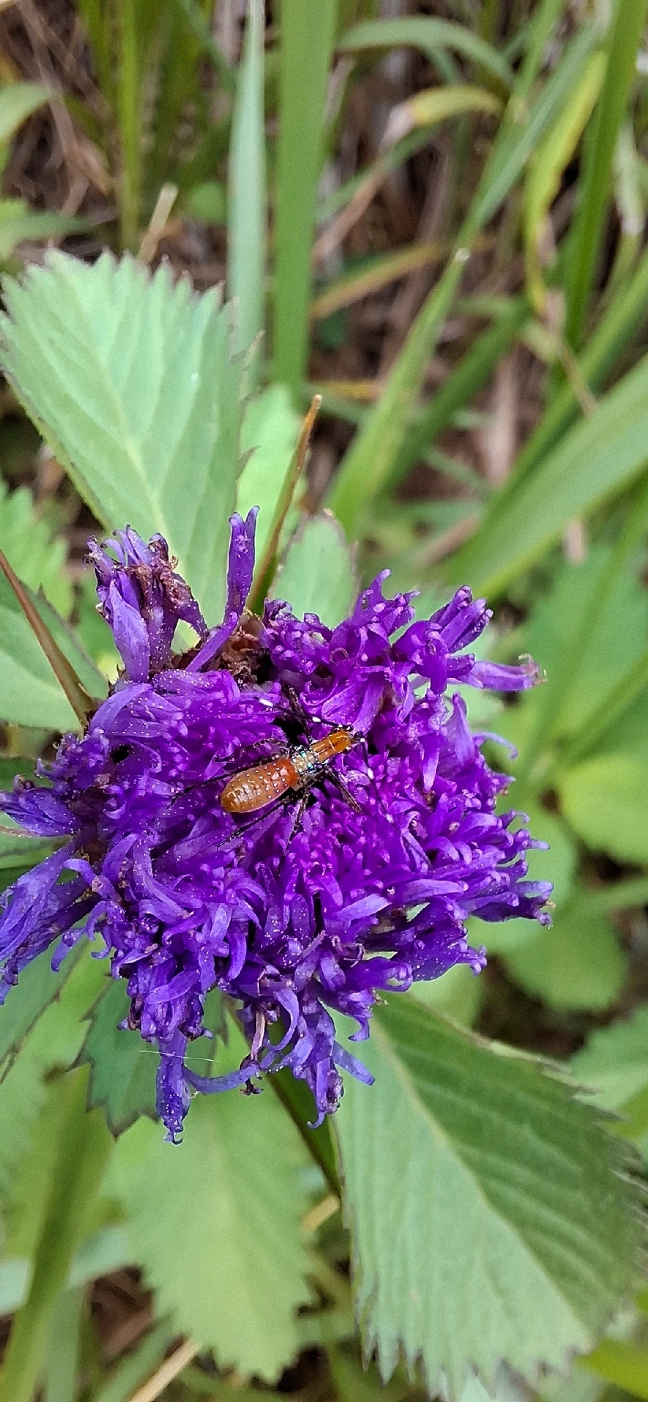 Esperanças (Tettigoniidae), insetos, fotografado em Toque-Toque Grande, São Sebastião
