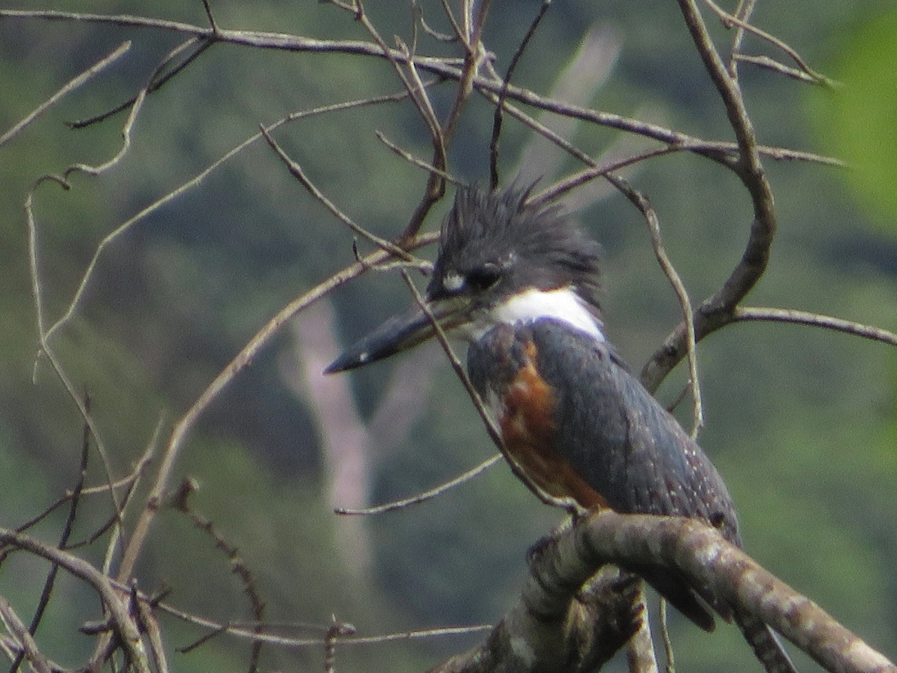 Martim-pescador-grande (Megaceryle torquata), aves, fotografado em Maresias, São Sebastião