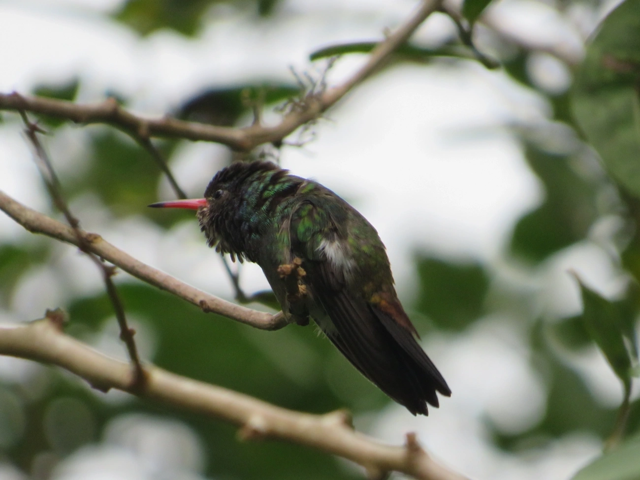 Beija-flor-roxo (Chlorestes cyanus), aves, fotografado em Maresias, São Sebastião