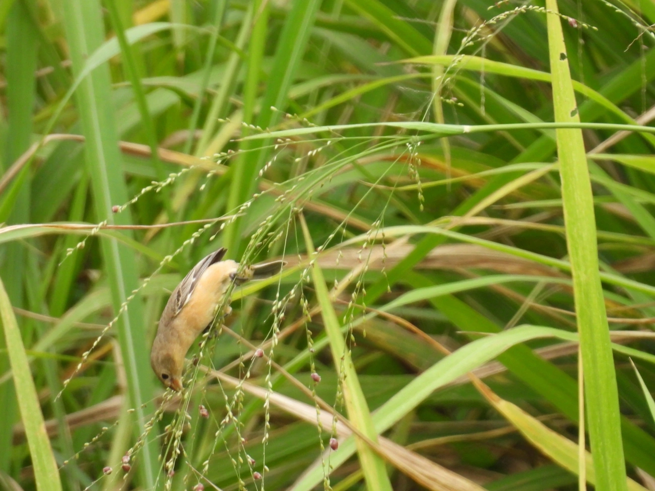 Caboclinhos e Papa-capins (Sporophila), aves, fotografado em Maresias, São Sebastião