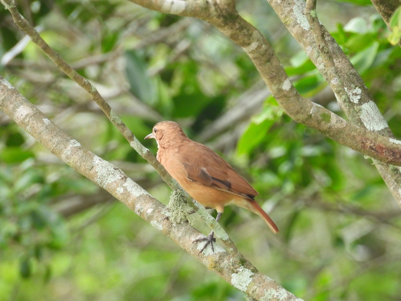 João-de-barro (Furnarius rufus), aves, fotografado em Indaiá, Caraguatatuba