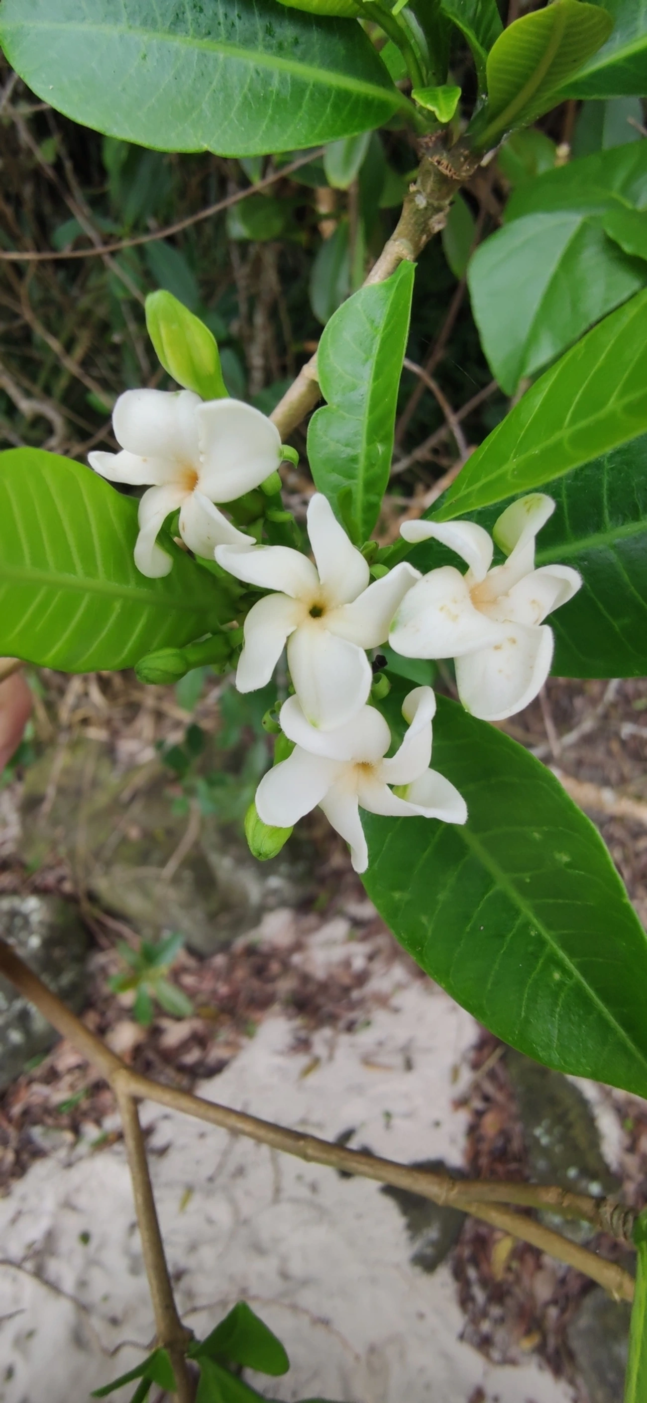 Tabernaemontana, plantas, fotografado em Maresias, São Sebastião