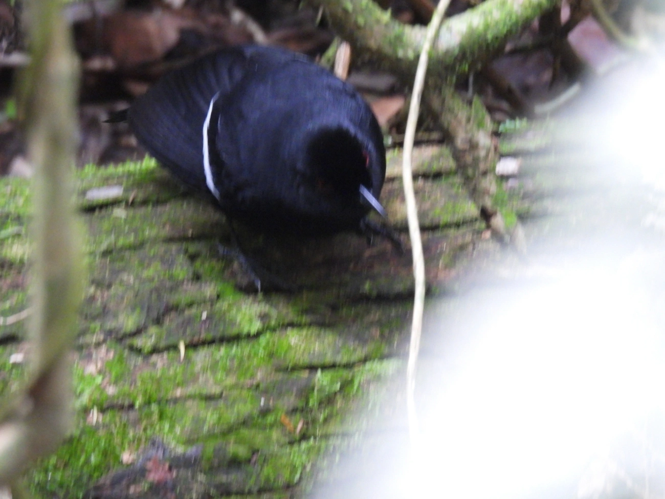 Papa-taoca-do-sul (Pyriglena leucoptera), aves, fotografado em Castelhanos, Ilhabela