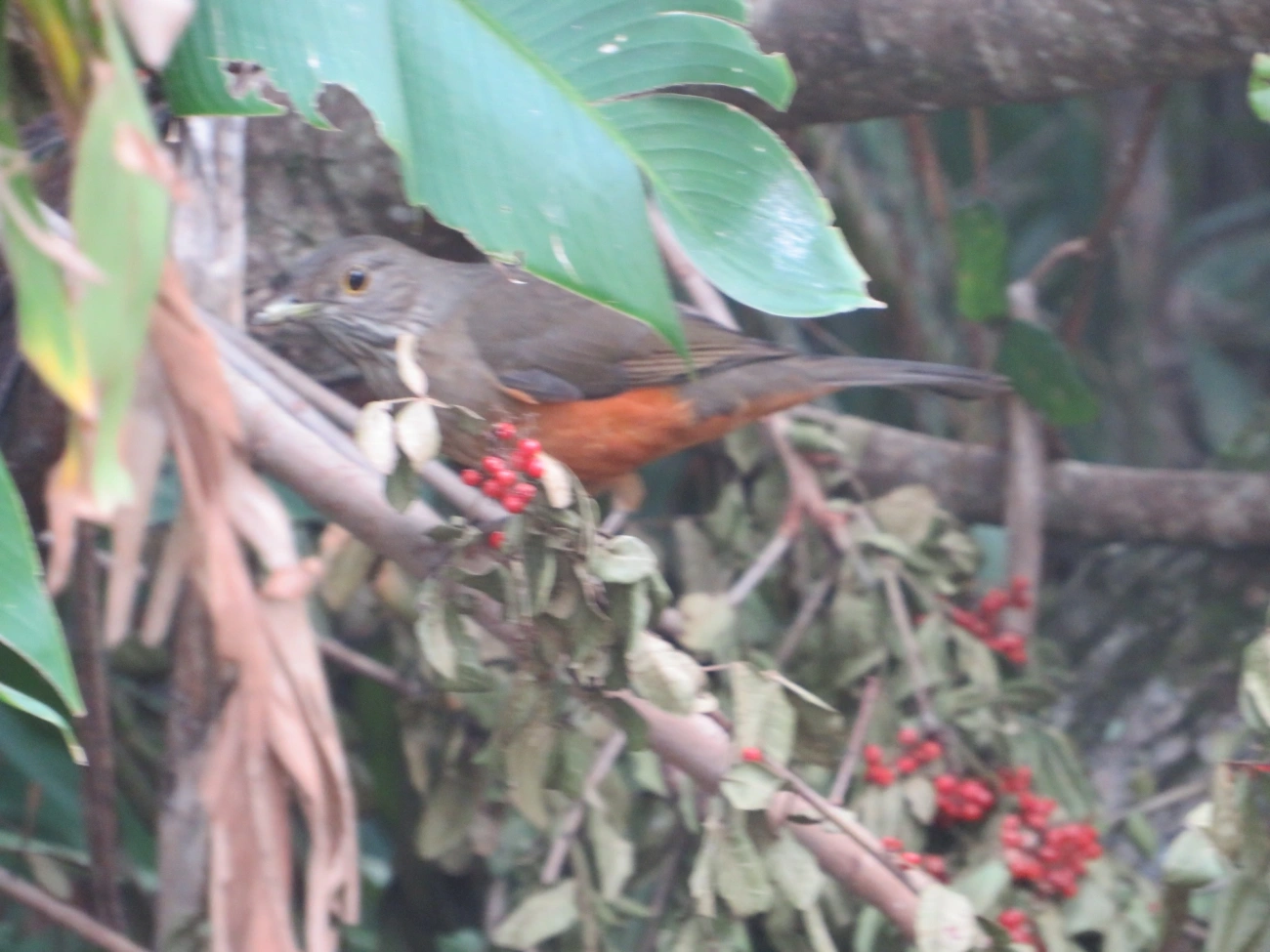 Sabiá-laranjeira (Turdus rufiventris), aves, fotografado em Maresias, São Sebastião