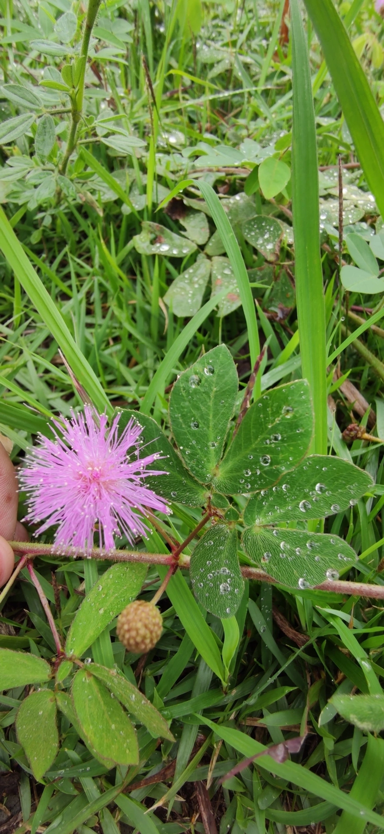Mimosa albida, plantas, fotografado em Caraguatatuba
