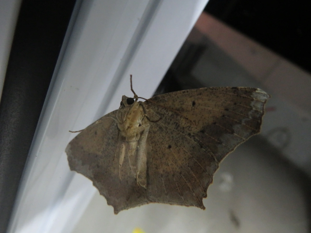 Paragonia cruraria, insetos, fotografado em Maresias, São Sebastião