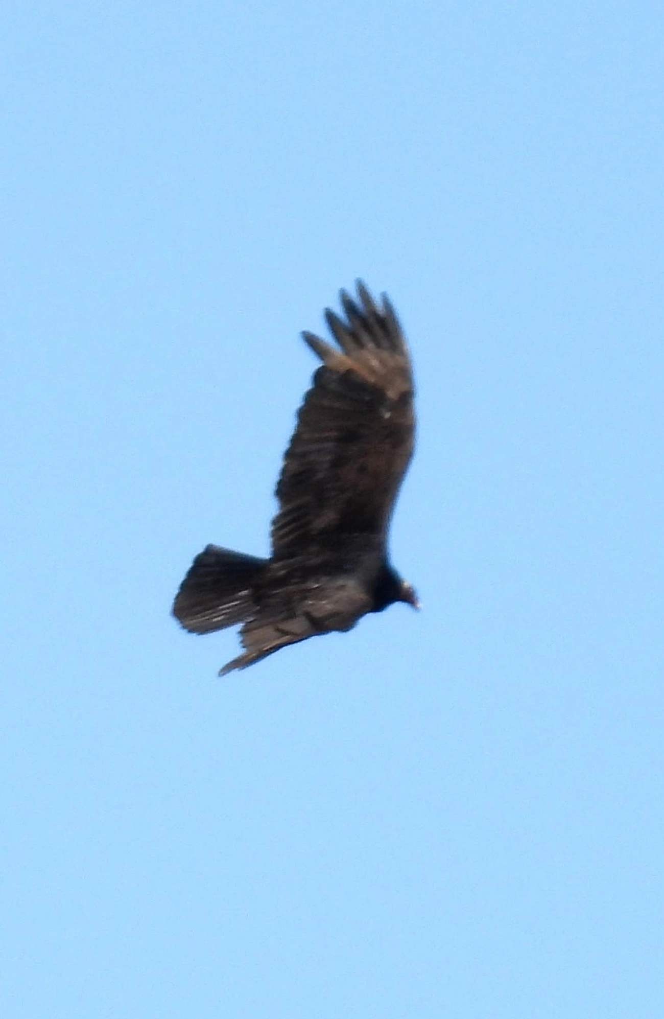 Urubu-de-cabeça-vermelha (Cathartes aura), aves, fotografado em Cunha
