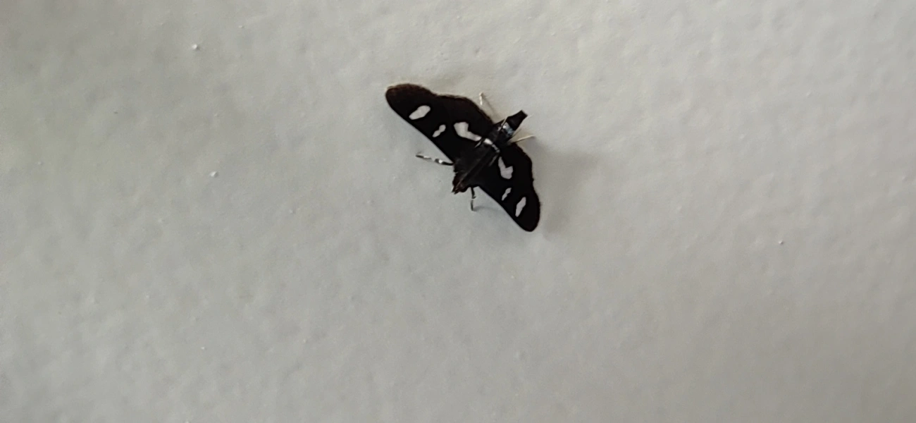 Desmia, insetos, fotografado em Maresias, São Sebastião