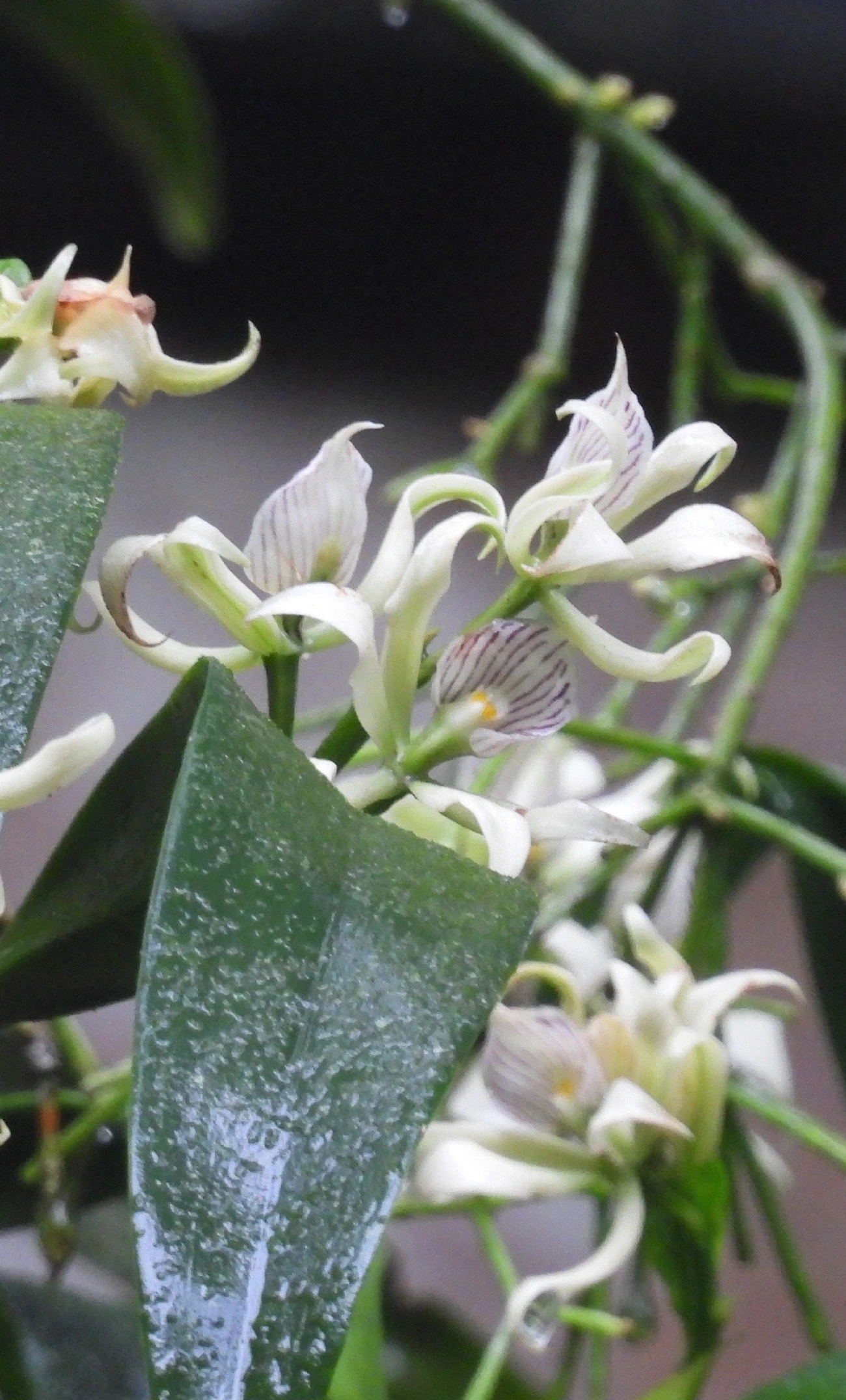 Prosthechea aemula, plantas, fotografado em Boiçucanga, São Sebastião