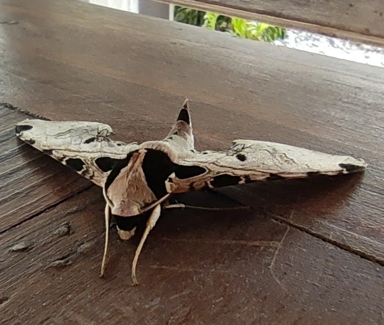 Adhemarius palmeri, insetos, fotografado em Maresias, São Sebastião
