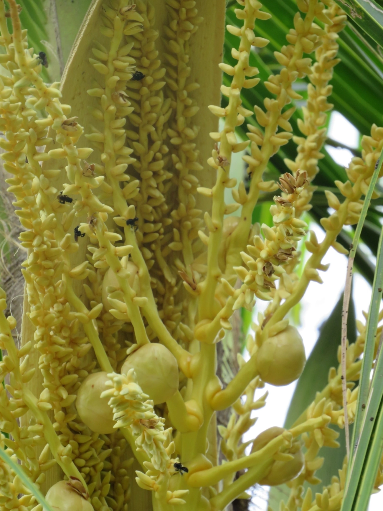 Coqueiro (Cocos nucifera), plantas, fotografado em Maresias, São Sebastião