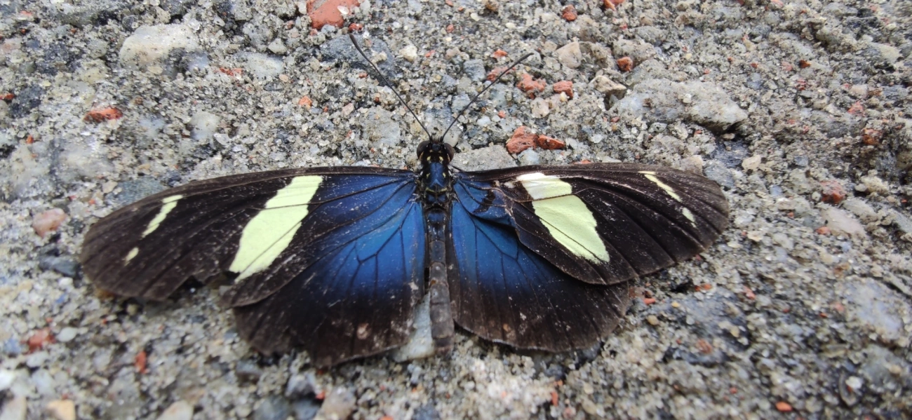 Borboleta-sara (Heliconius sara), insetos, fotografado em Maresias, São Sebastião
