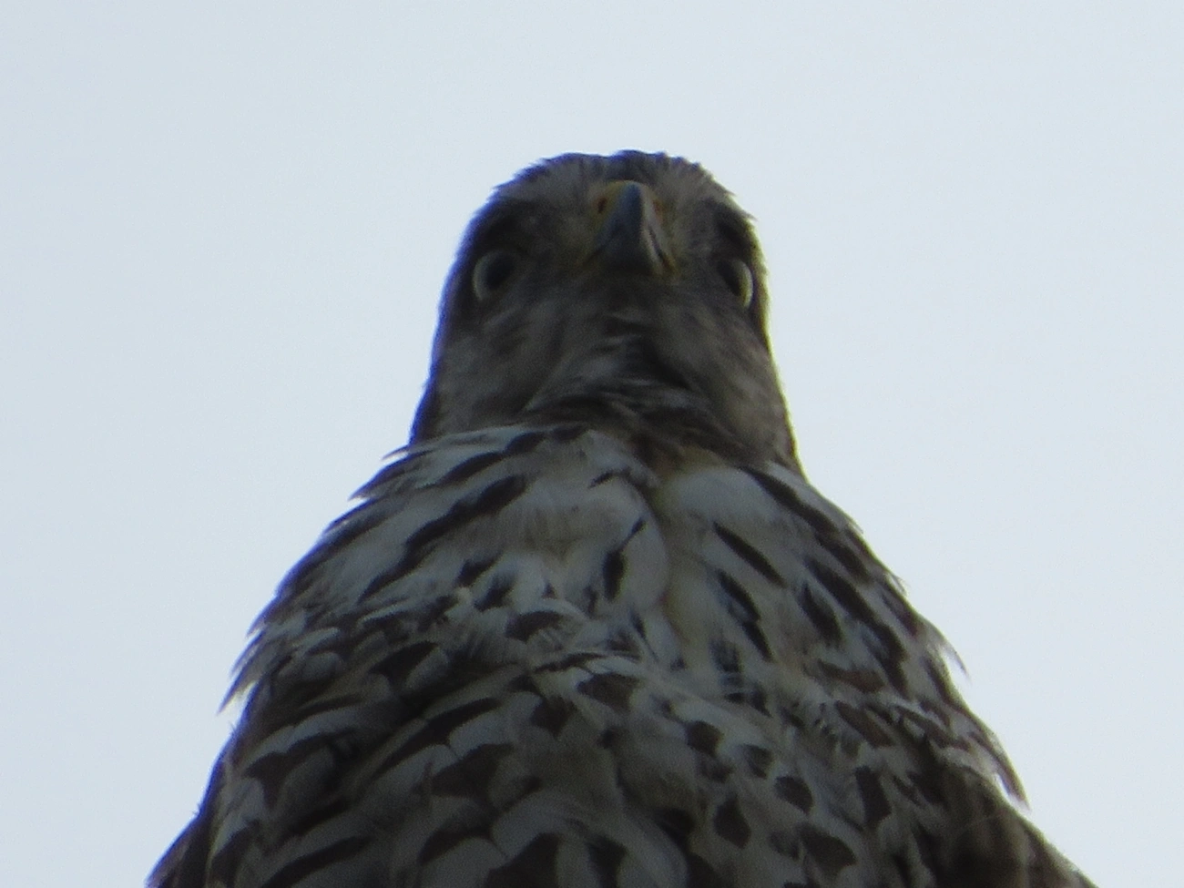 Gavião-carijó (Rupornis magnirostris), aves, fotografado em São Sebastião