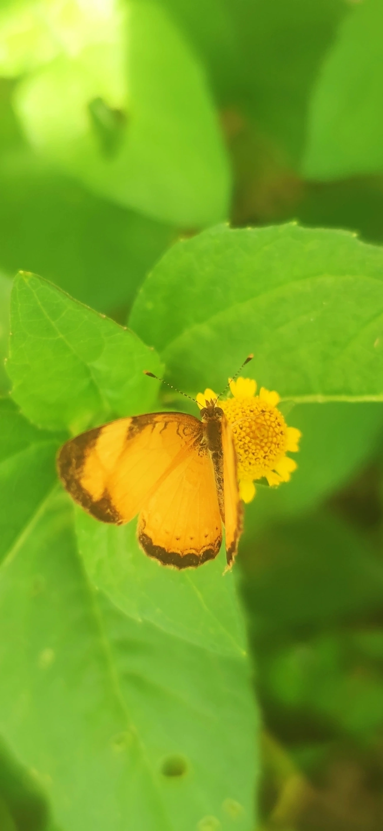 Tegosa claudina, insetos, fotografado em Maresias, São Sebastião