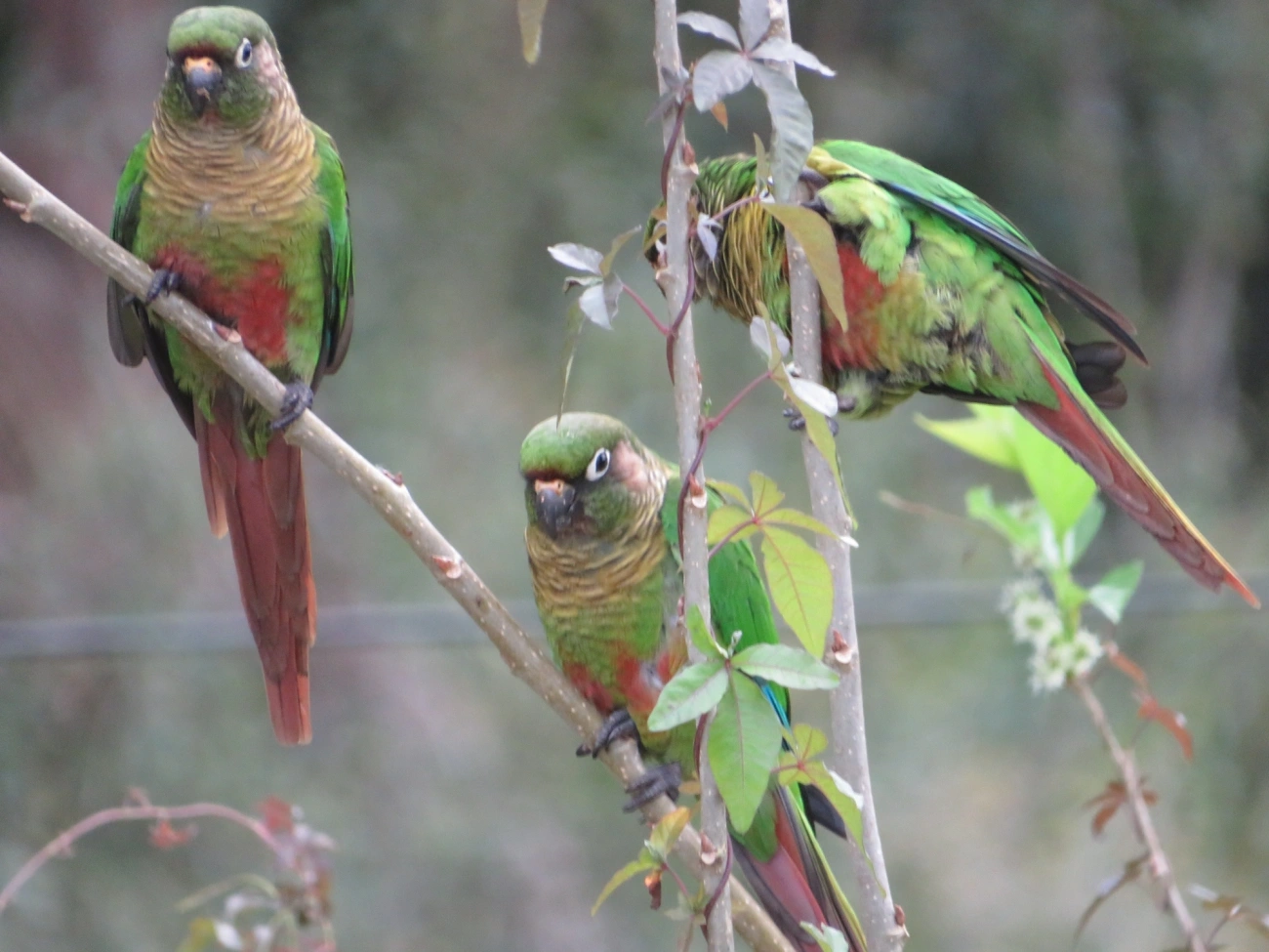 Tiriba-de-testa-vermelha (Pyrrhura frontalis), aves, fotografado em Maresias, São Sebastião