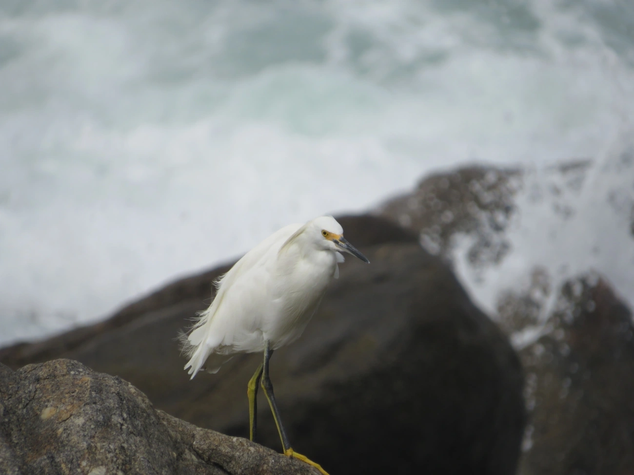 Garça-branca-pequena (Egretta thula), aves, fotografado em Maresias, São Sebastião