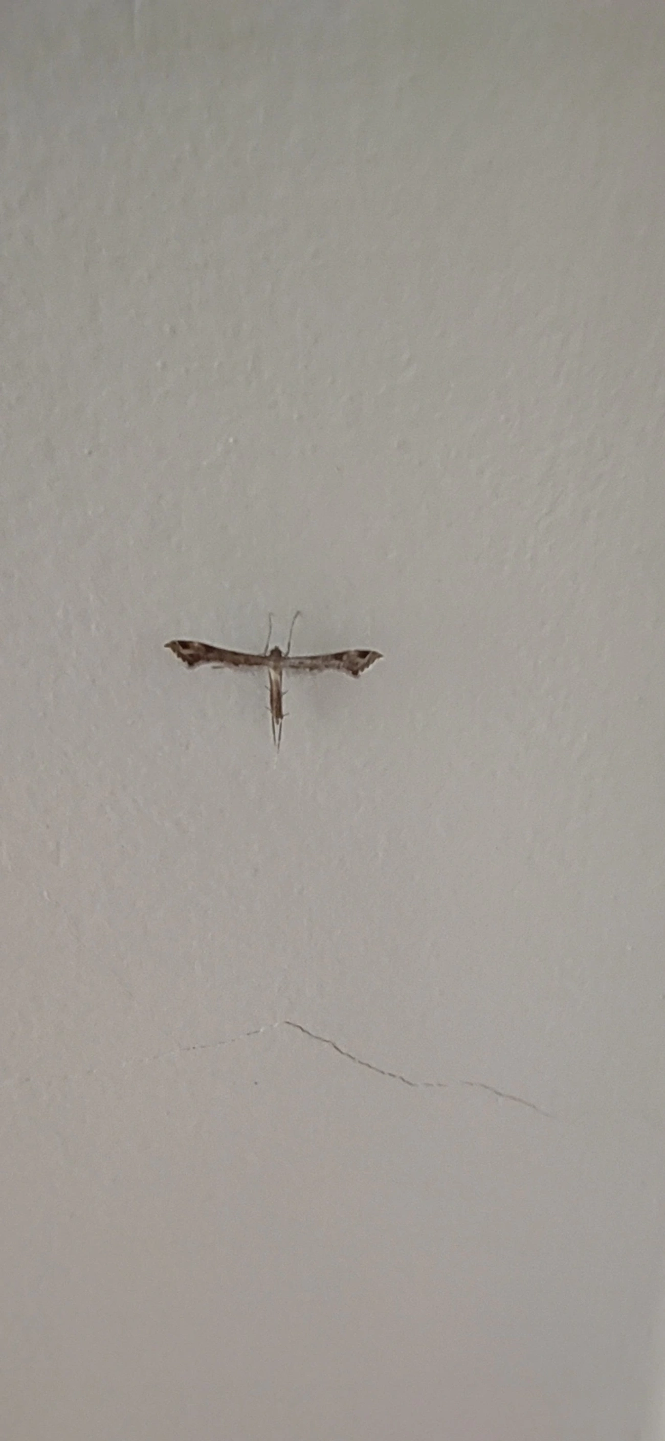 Mariposas-pluma (Pterophoridae), insetos, fotografado em Maresias, São Sebastião