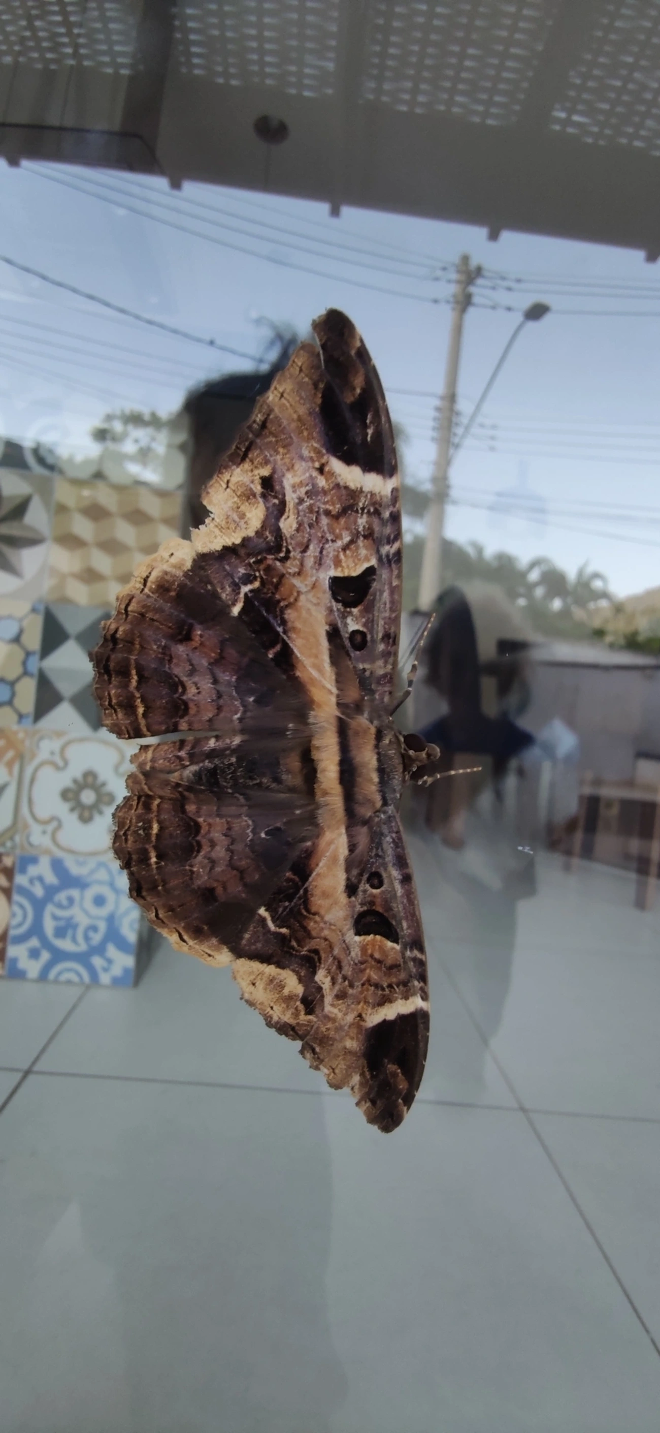 Feigeria herilia, insetos, fotografado em Maresias, São Sebastião