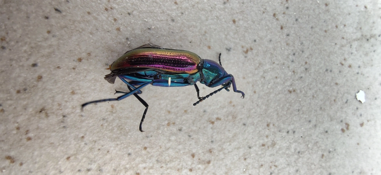 Strongylium bicolor, insetos, fotografado em Maresias, São Sebastião