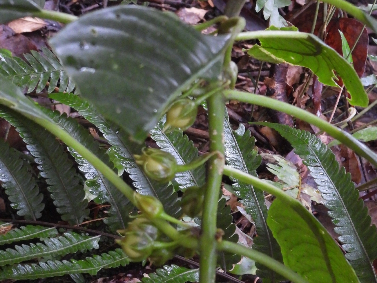 Amarelinha-bicudinha-da-mata (Besleria longimucronata), plantas, fotografado em Boiçucanga, São Sebastião