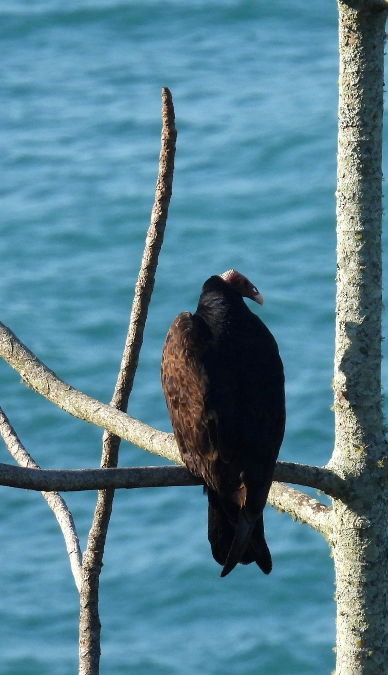Urubu-de-cabeça-vermelha (Cathartes aura), aves, fotografado em Borrifos, Ilhabela