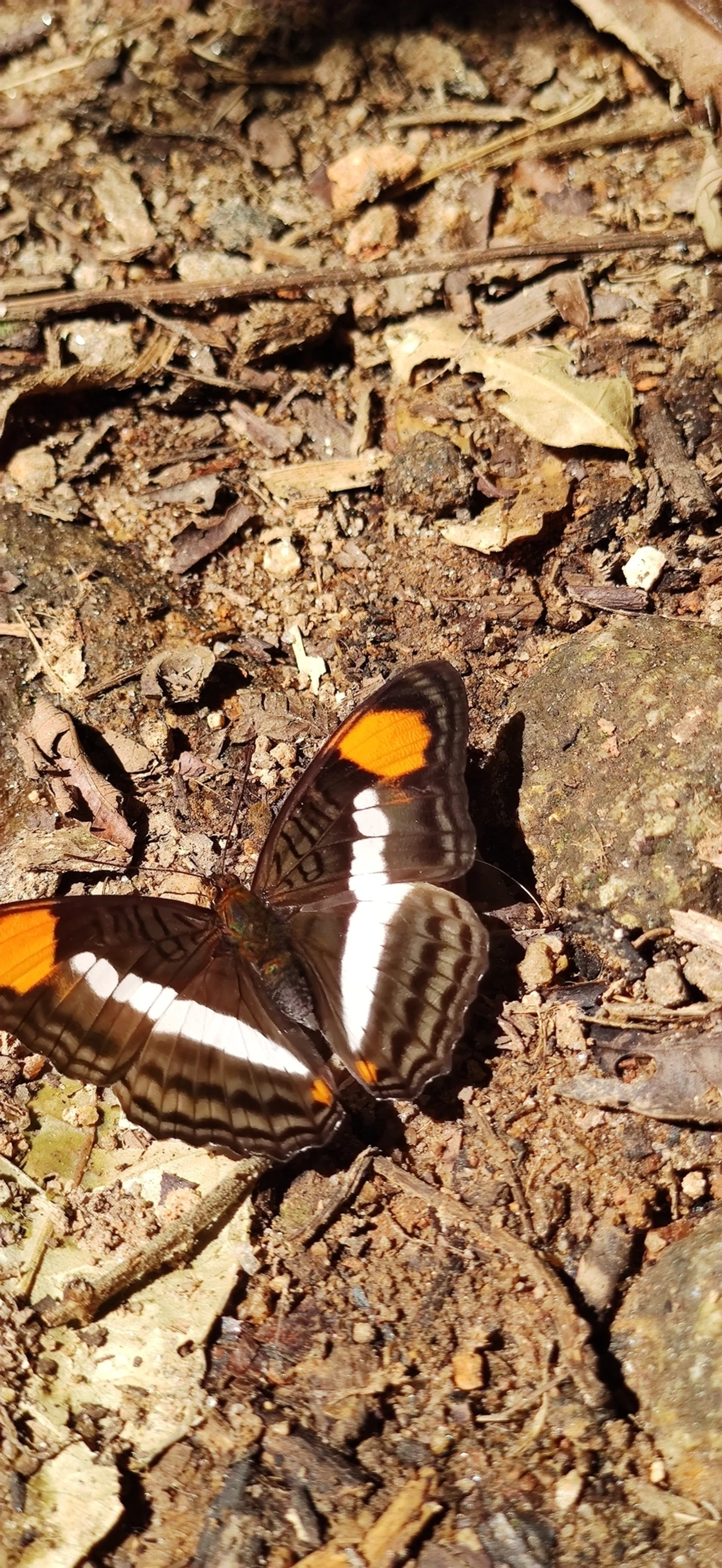 Irmã-de-faixa-lisa (Adelpha cytherea), insetos, fotografado em Maresias, São Sebastião