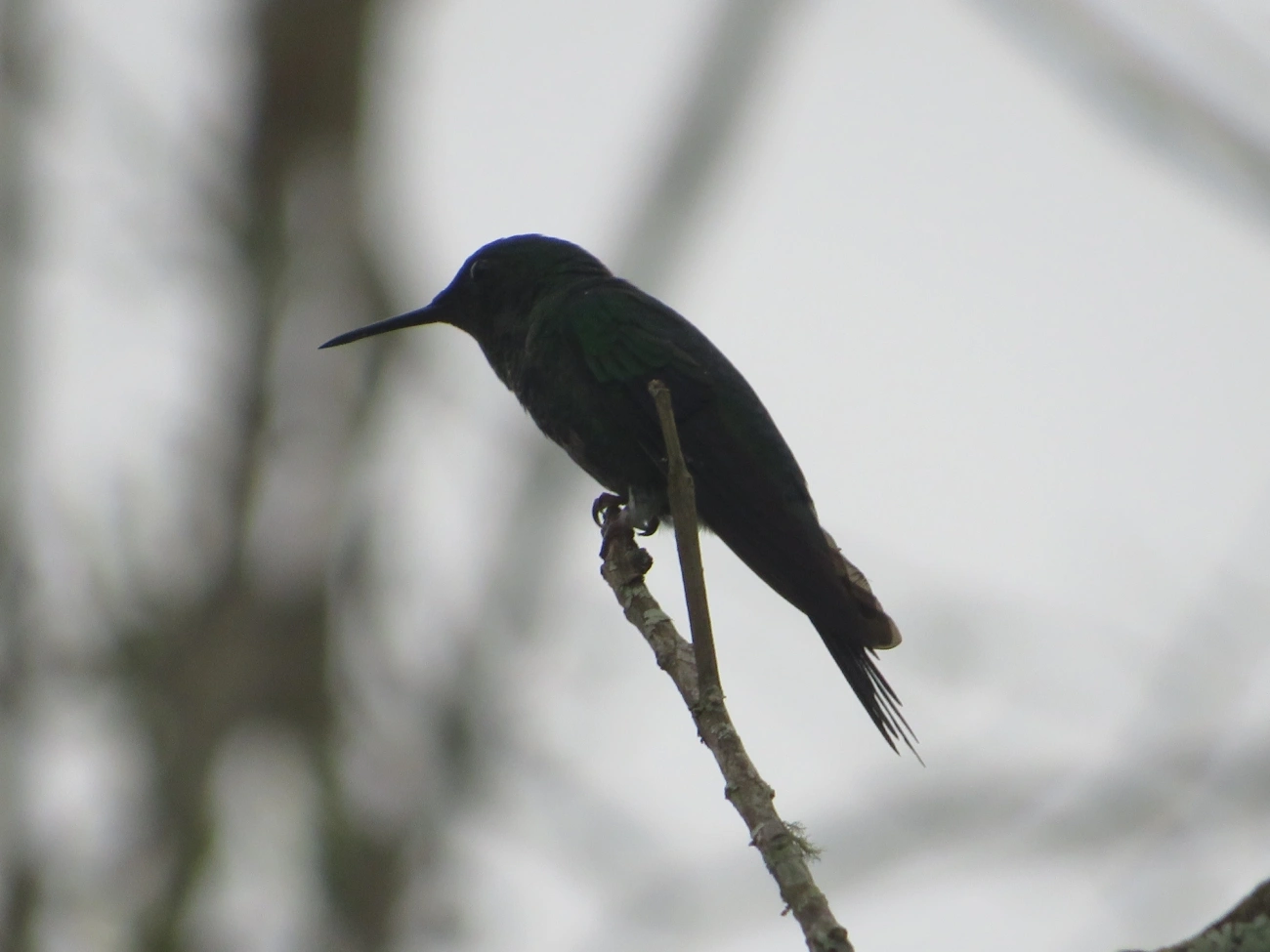 Beija-flor-de-fronte-violeta (Thalurania glaucopis), aves, fotografado em Maresias, São Sebastião
